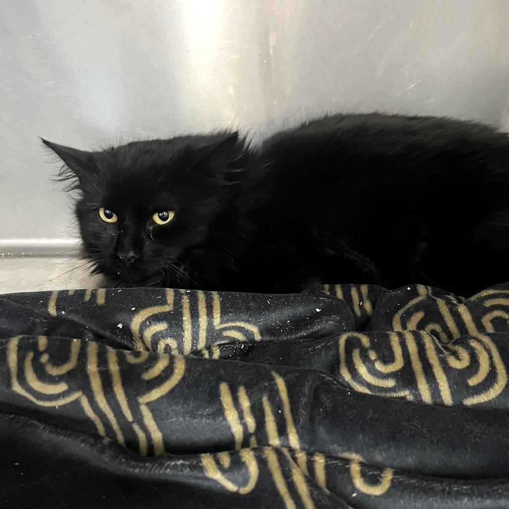 Enlarge Bradley, a Adoptable Domestic Medium Hair in Idaho Falls, ID image 3/4