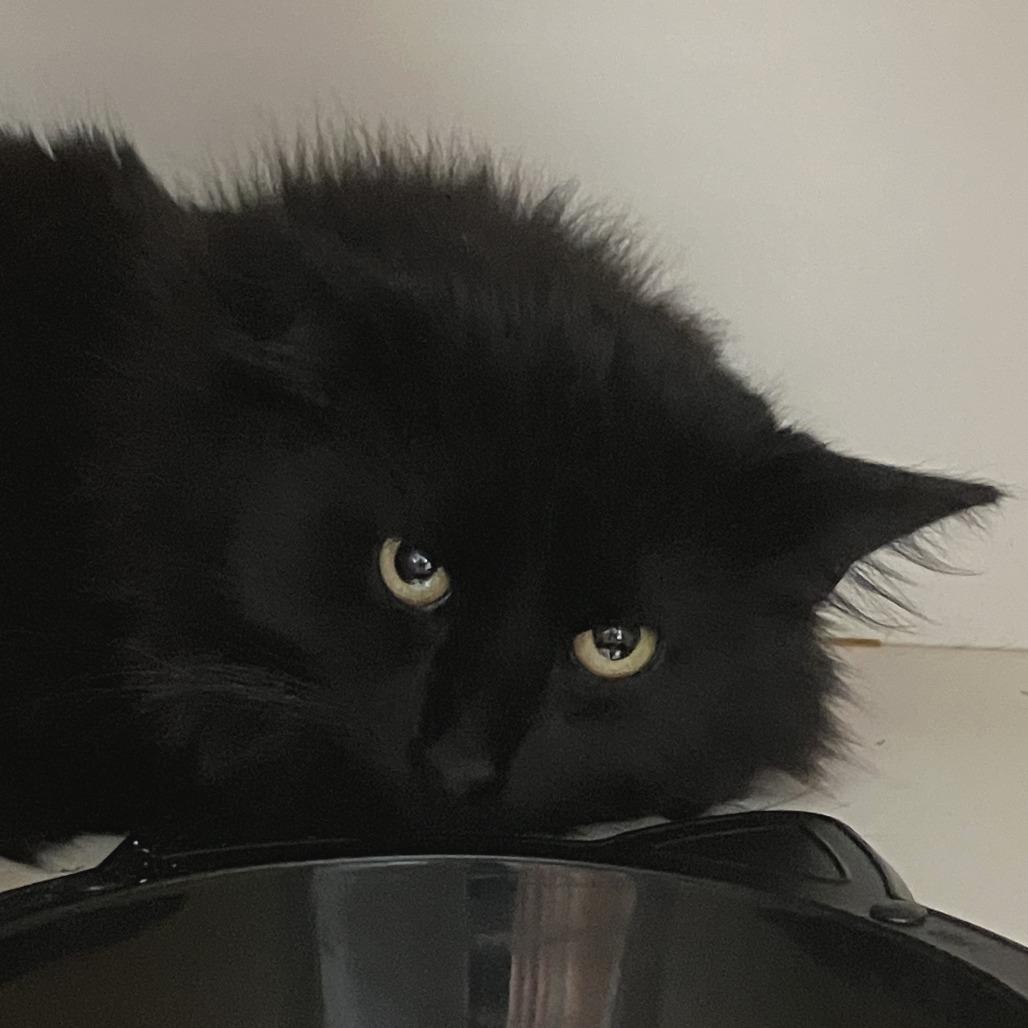 Enlarge Bradley, a Adoptable Domestic Medium Hair in Idaho Falls, ID image 4/4