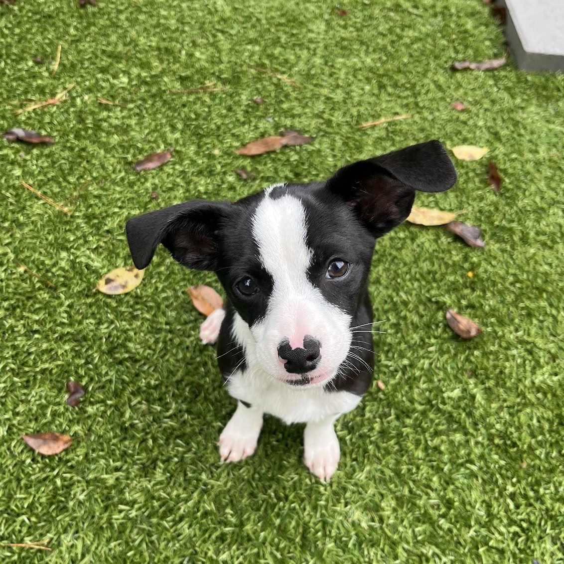 Rigatoni, Adopted, Puppy Male Chihuahua.