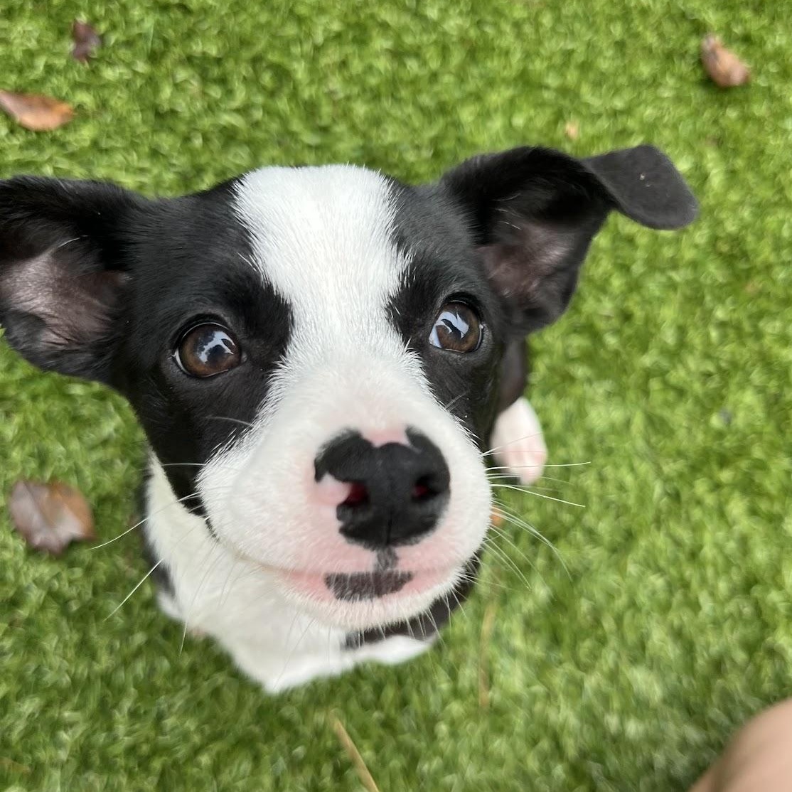 Enlarge Rigatoni, a Adopted mixed breed in Salisbury, NC image 2/6