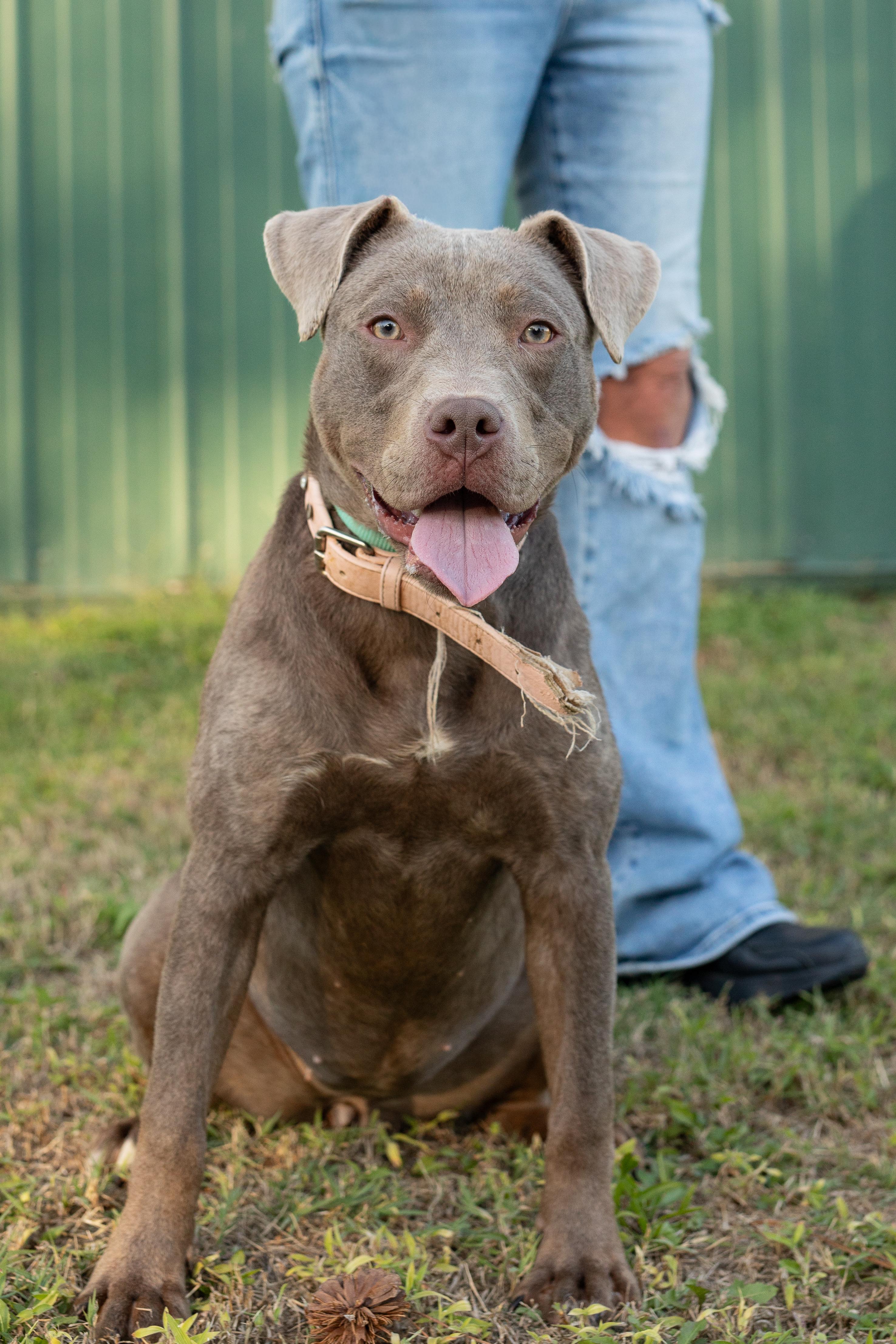 Enlarge Kyra, a Adoptable mixed breed in Dixon, KY image 1/1