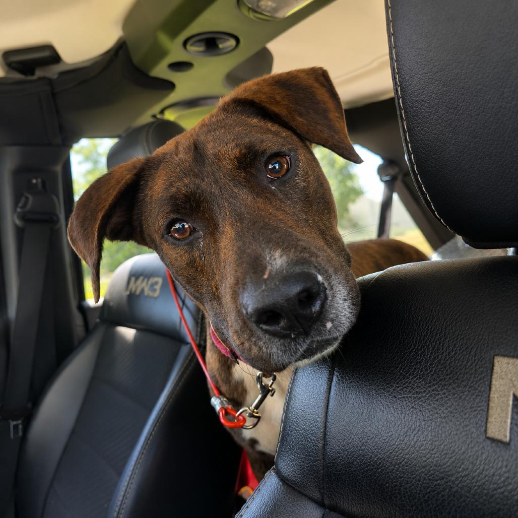 Buddy, Adoptable, Young Male Mixed Breed.