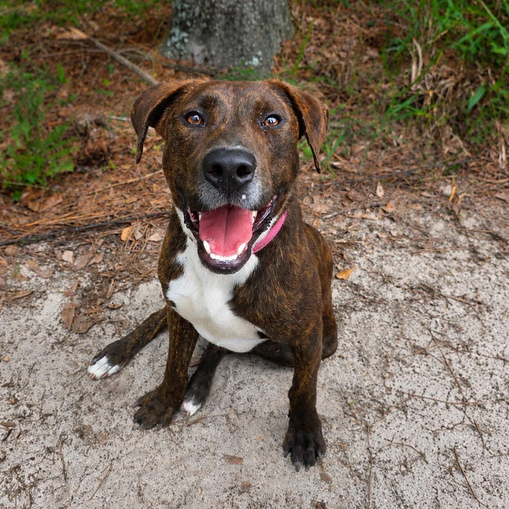 Enlarge Buddy, a Adoptable Mixed Breed in Valdosta , GA image 2/4