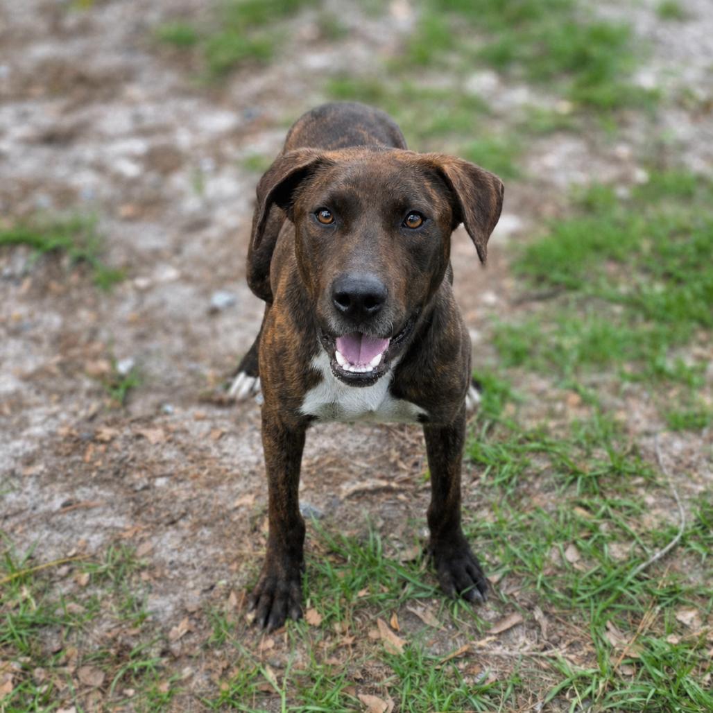 Enlarge Buddy, a Adoptable Mixed Breed in Valdosta , GA image 3/4