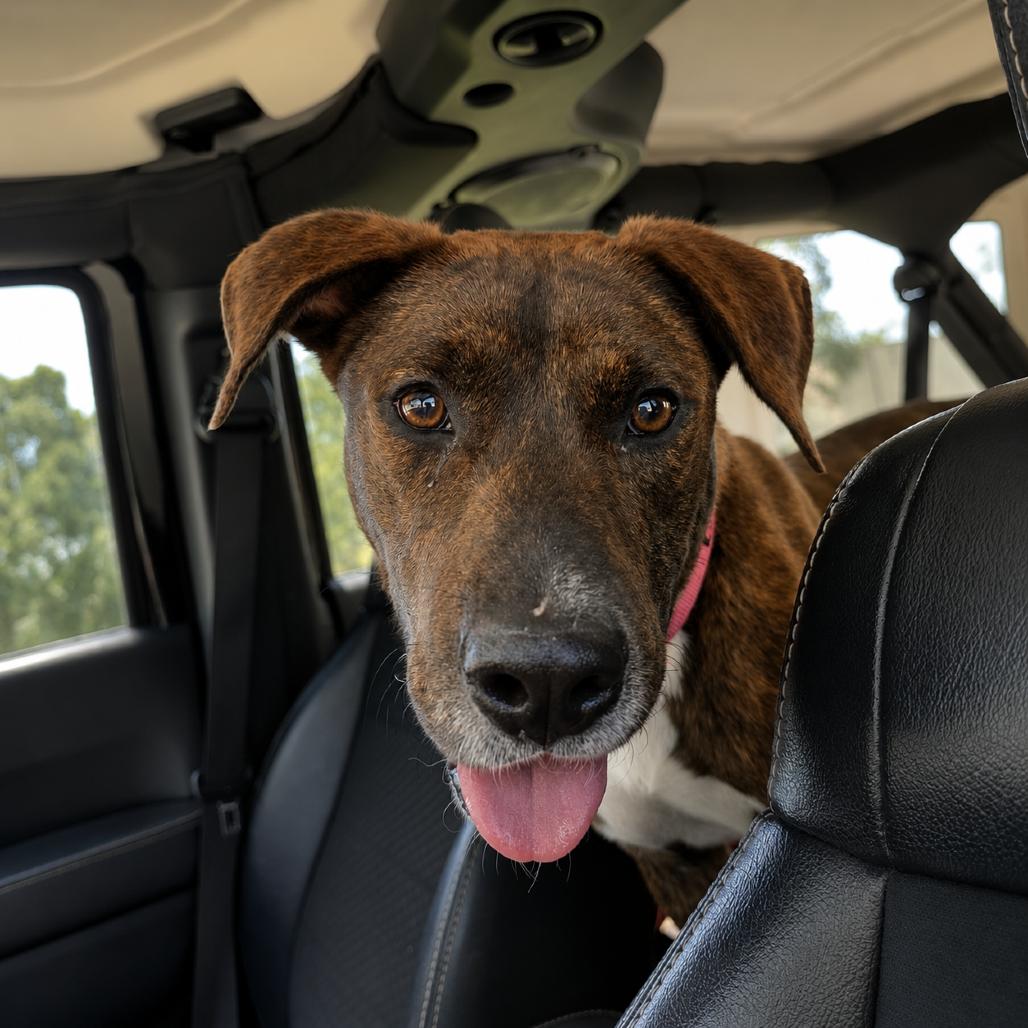 Enlarge Buddy, a Adoptable Mixed Breed in Valdosta , GA image 4/4