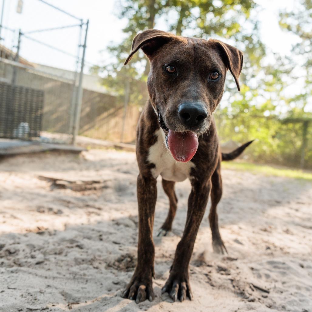 Enlarge Buddy, a Adoptable Mixed Breed in Valdosta , GA image 5/6