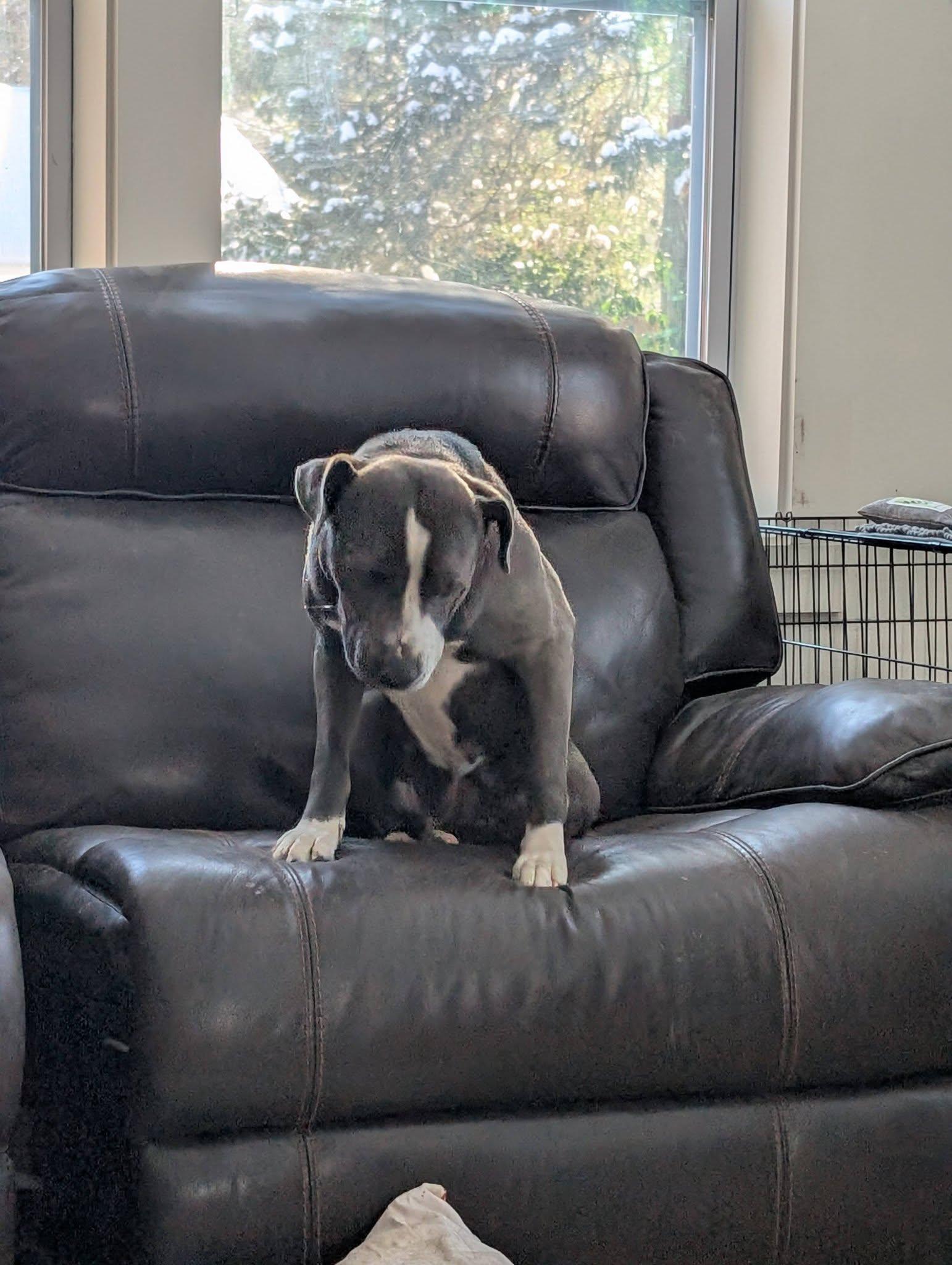 Enlarge Ivy, a ADOPTABLE mixed breed in Charlotte, NC image 3/4