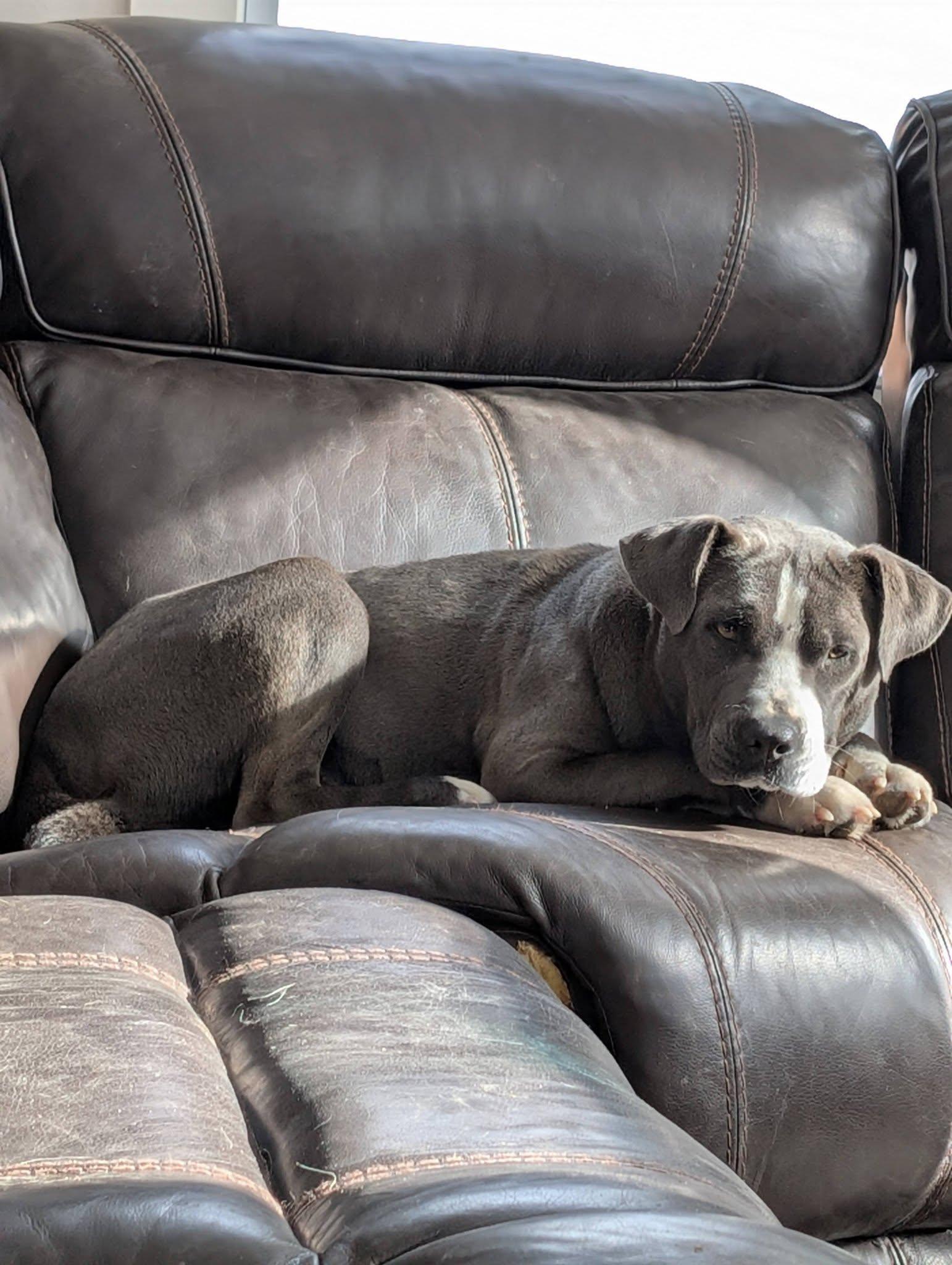 Ivy, ADOPTABLE, Young Female American Bully & Hound.