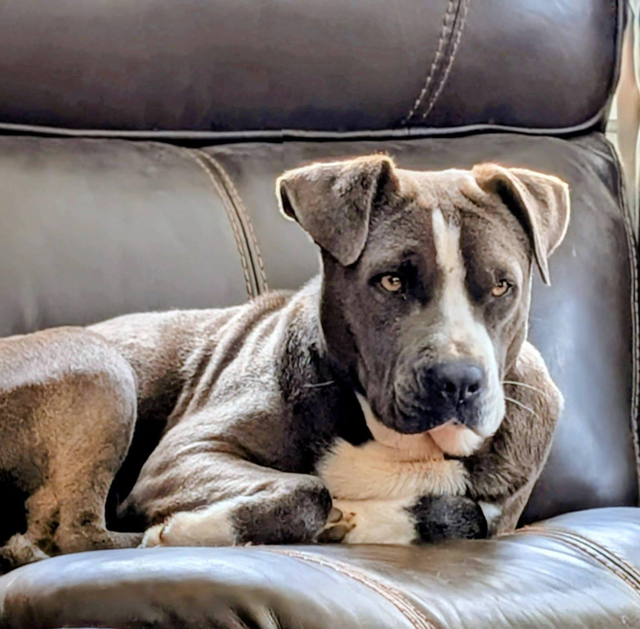 Enlarge Ivy, a ADOPTABLE mixed breed in Charlotte, NC image 2/4