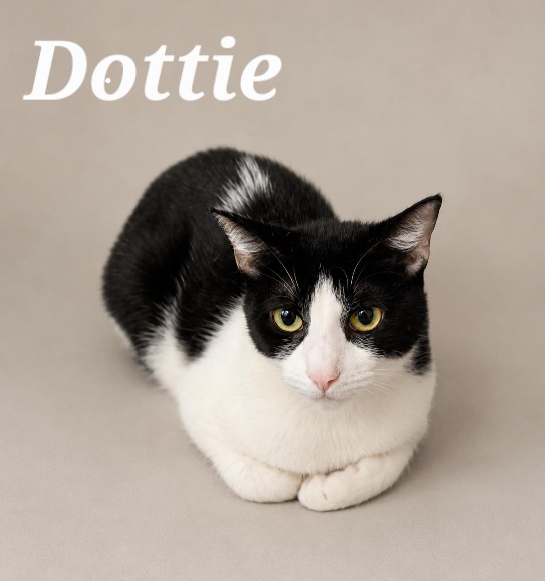 Dottie, ADOPTABLE, Young Female Tuxedo.