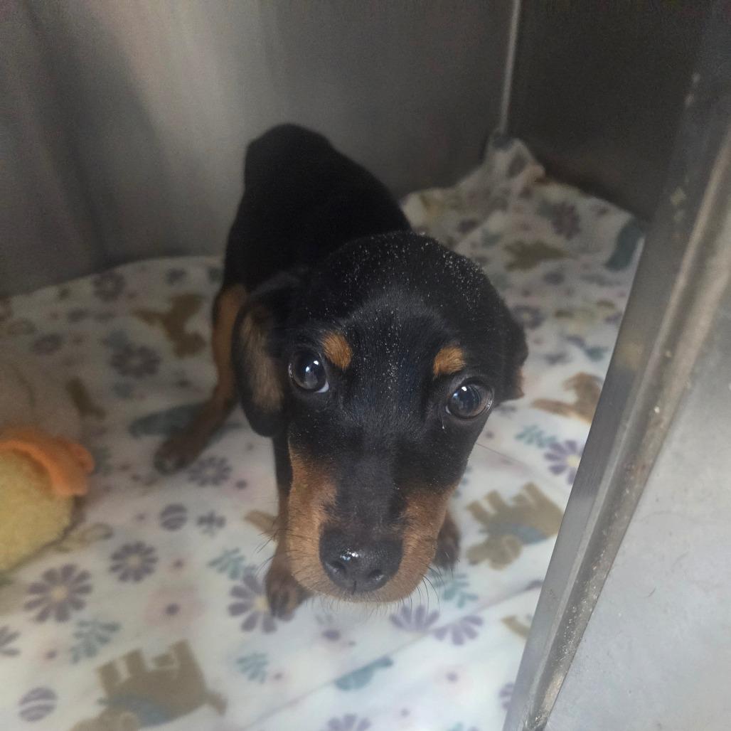 Enlarge Luna, a Adoptable mixed breed in Starkville, MS image 1/5