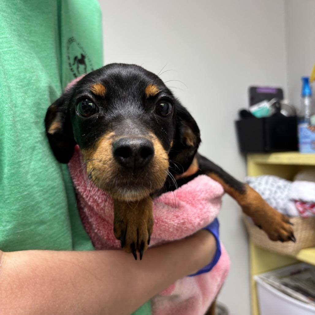 Enlarge Luna, a Adoptable mixed breed in Starkville, MS image 2/5