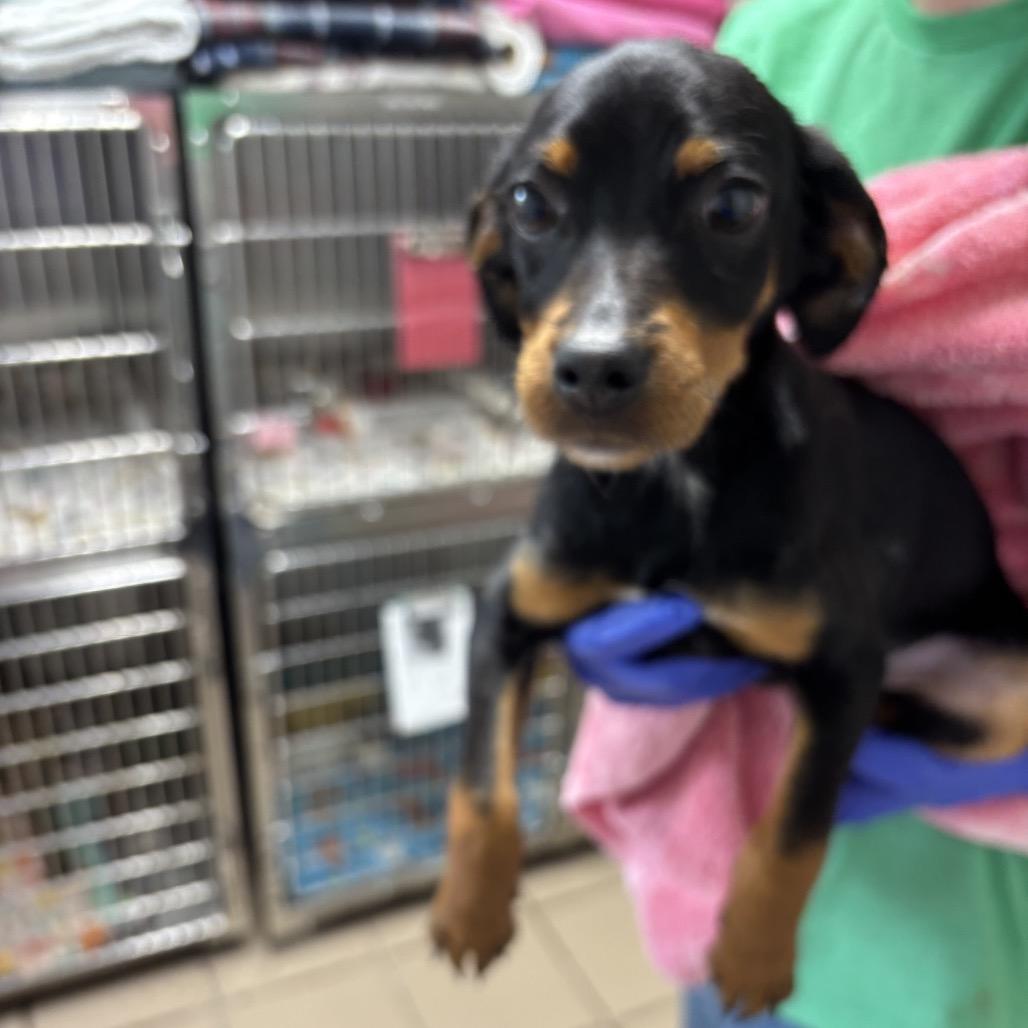 Enlarge Luna, a Adoptable mixed breed in Starkville, MS image 3/5