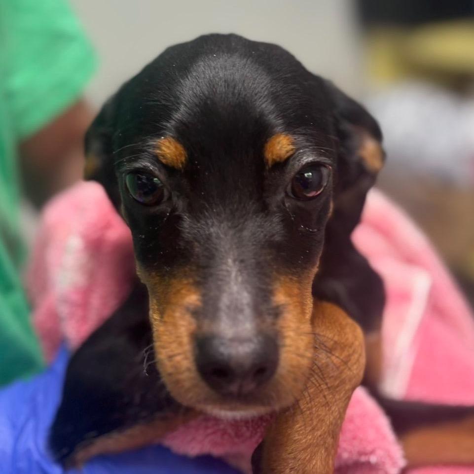Enlarge Luna, a Adoptable mixed breed in Starkville, MS image 4/5