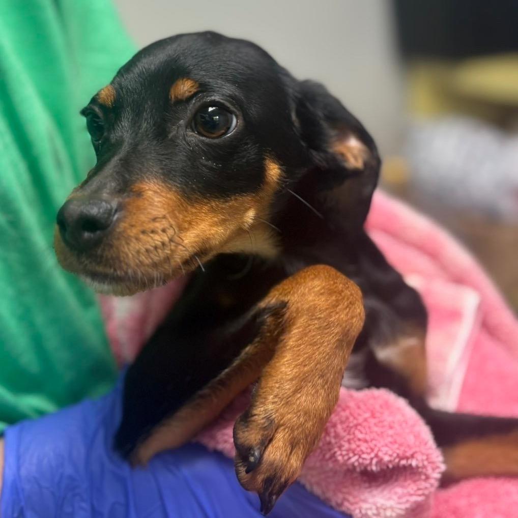 Enlarge Luna, a Adoptable mixed breed in Starkville, MS image 5/5