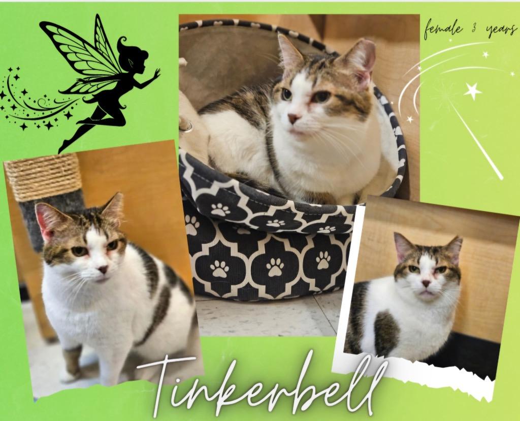 Tinker Bell, Adoptable, Adult Female Domestic Short Hair.
