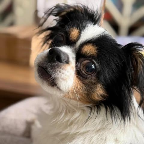 Enlarge Niko, a Adoptable mixed breed in St Thomas, ON image 3/4