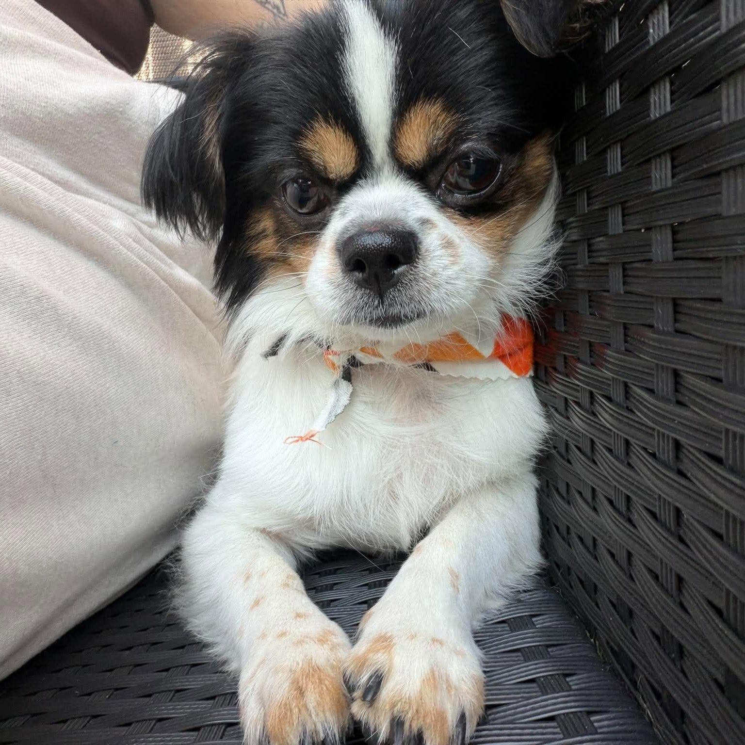 Niko, Adoptable, Adult Male Chihuahua.