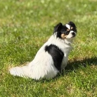 Enlarge Niko, a Adoptable mixed breed in St Thomas, ON image 4/4