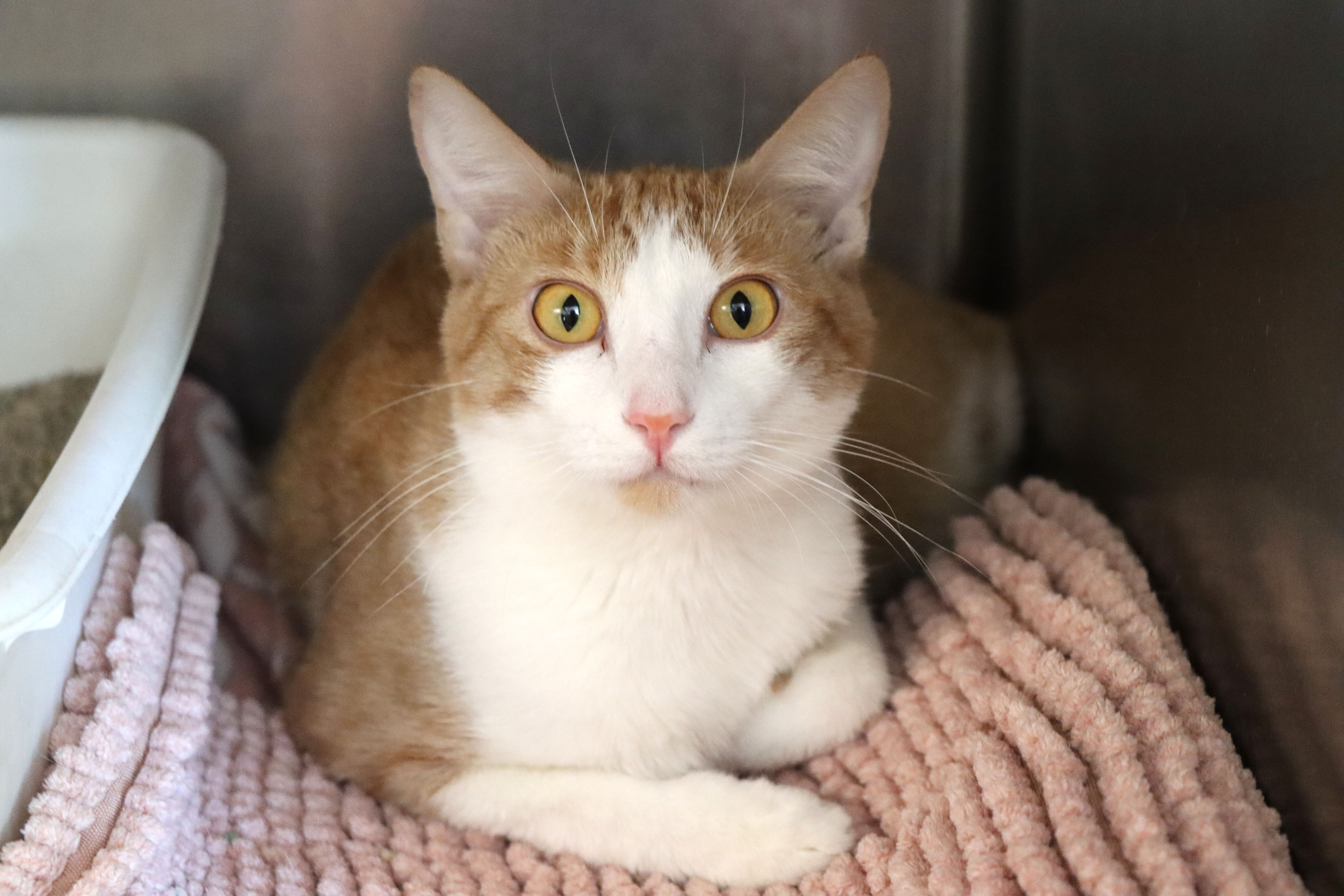 Elizabeth, Adoptable, Adult Female Domestic Short Hair.