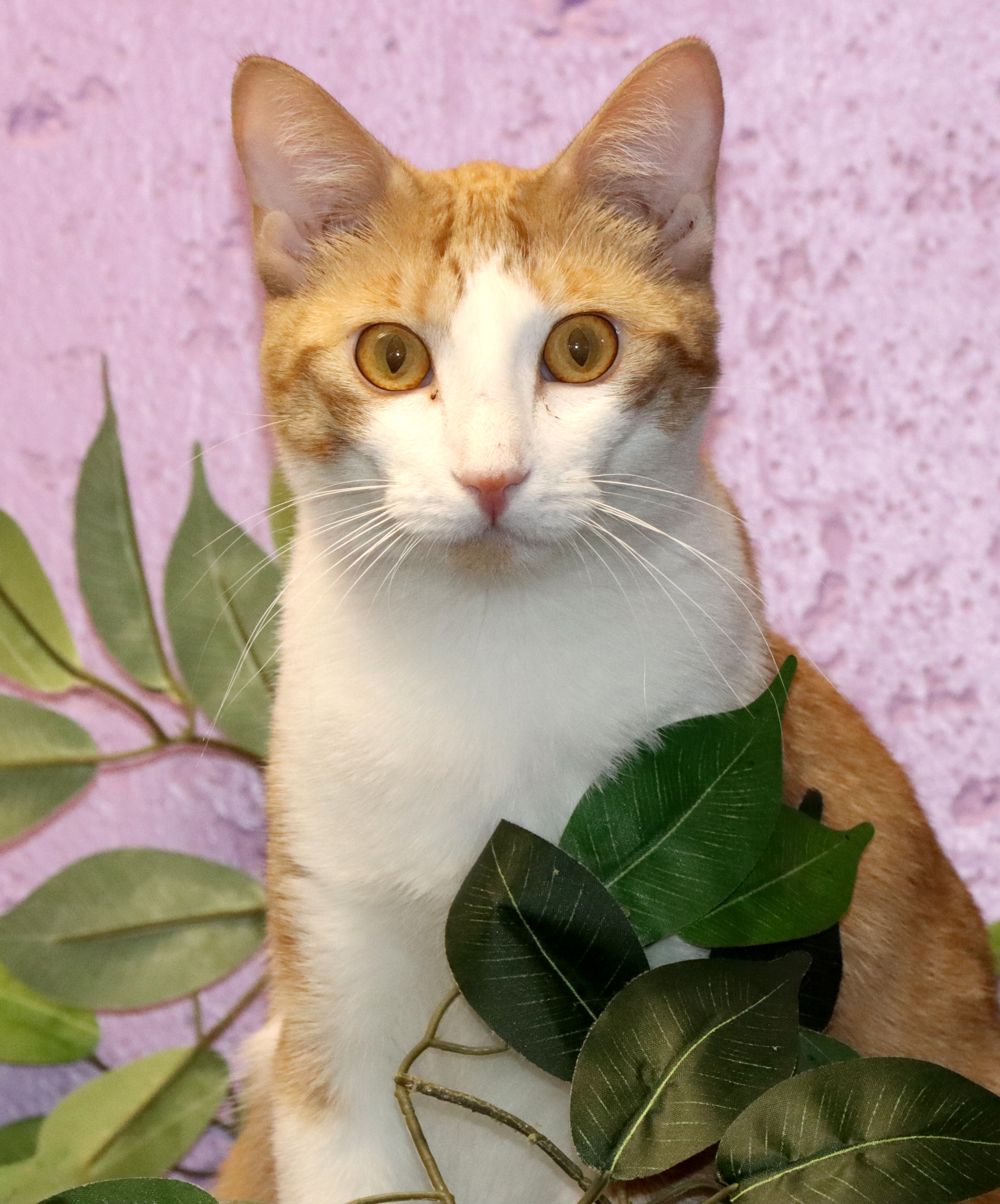 Enlarge Elizabeth, a Adoptable Domestic Short Hair in House Springs, MO image 2/2