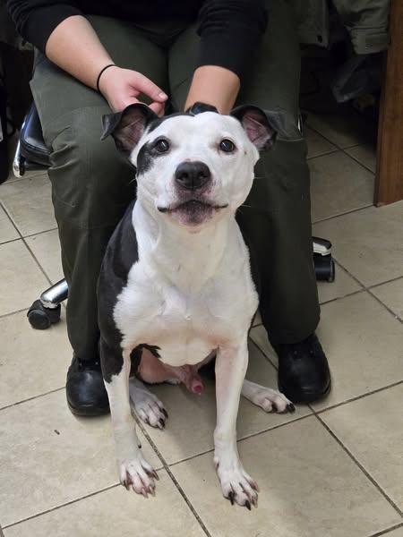 Enlarge Brody, a Adopted mixed breed in East Haven, CT image 1/2