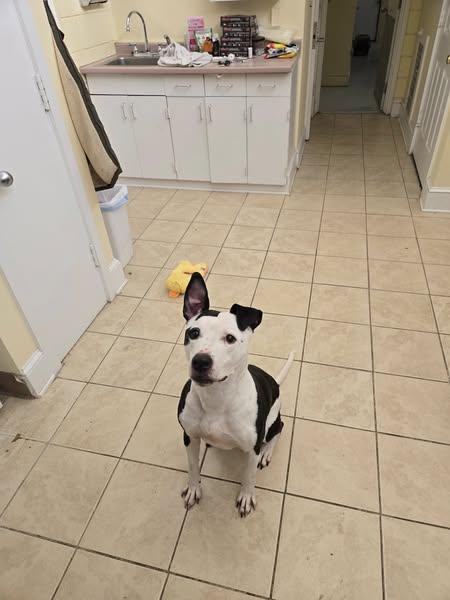 Enlarge Brody, a Adopted mixed breed in East Haven, CT image 2/2