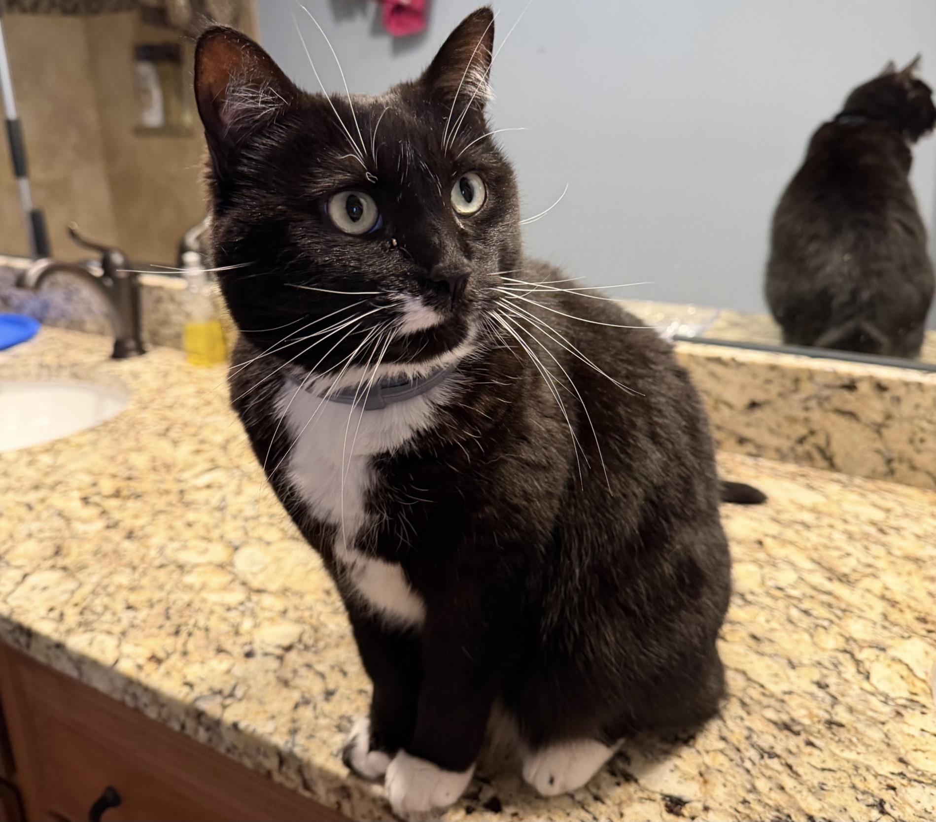 Socks, an adoptable Tuxedo in Indianapolis, IN image 4/6