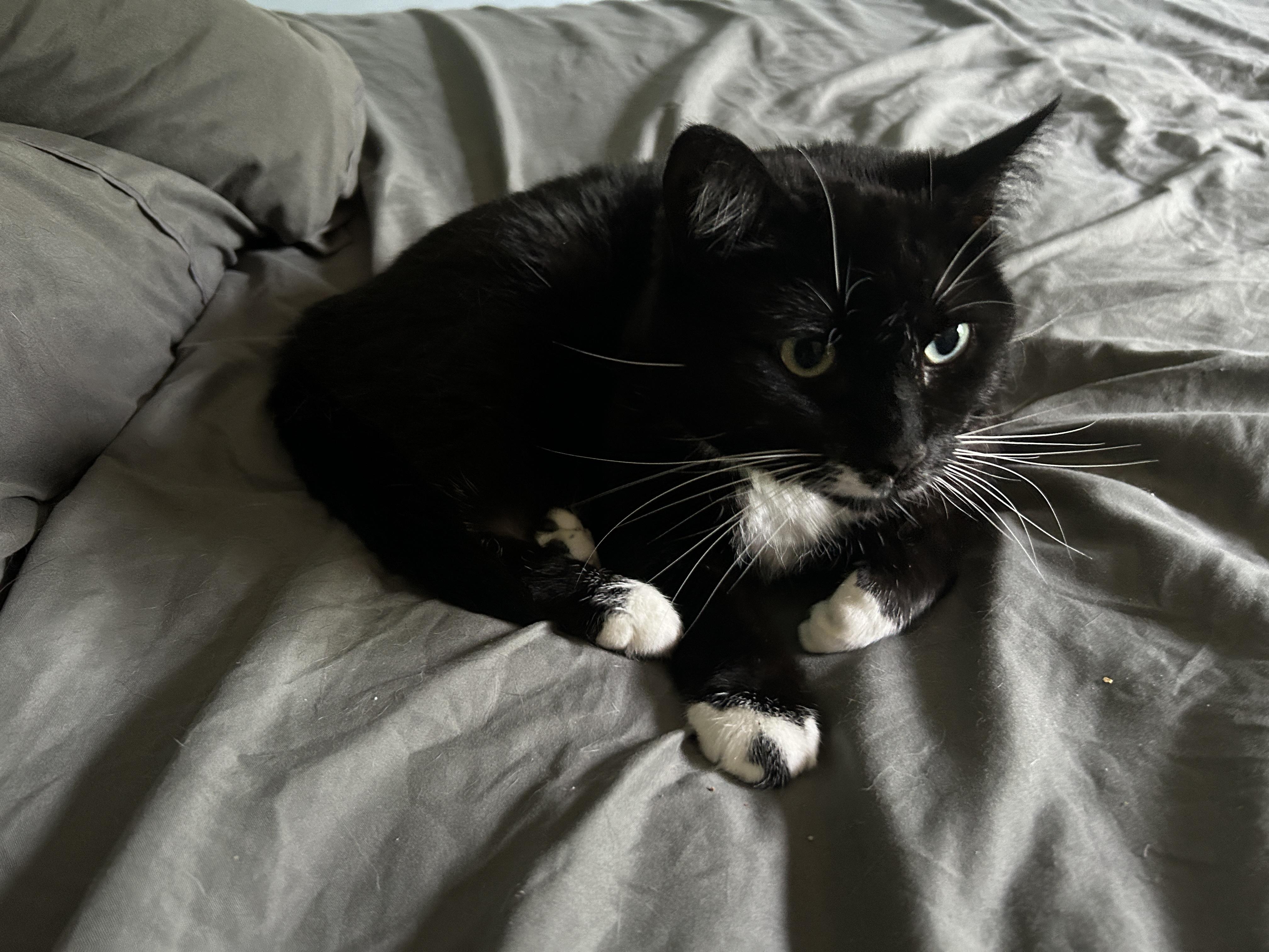 Socks, an adoptable Tuxedo in Indianapolis, IN image 5/6