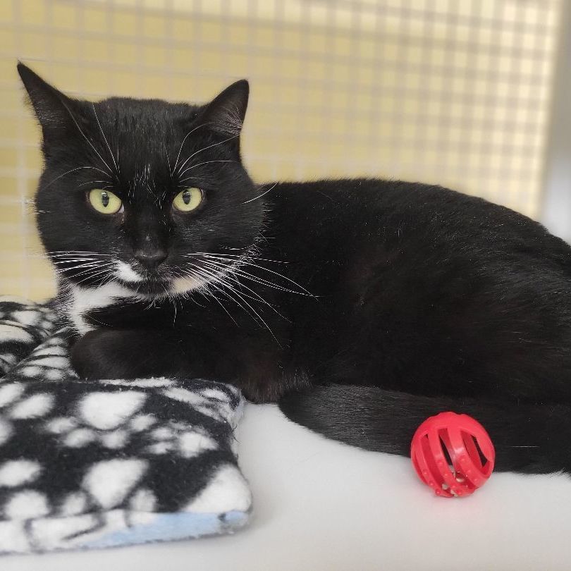 Socks, an adoptable Tuxedo in Indianapolis, IN image 6/6
