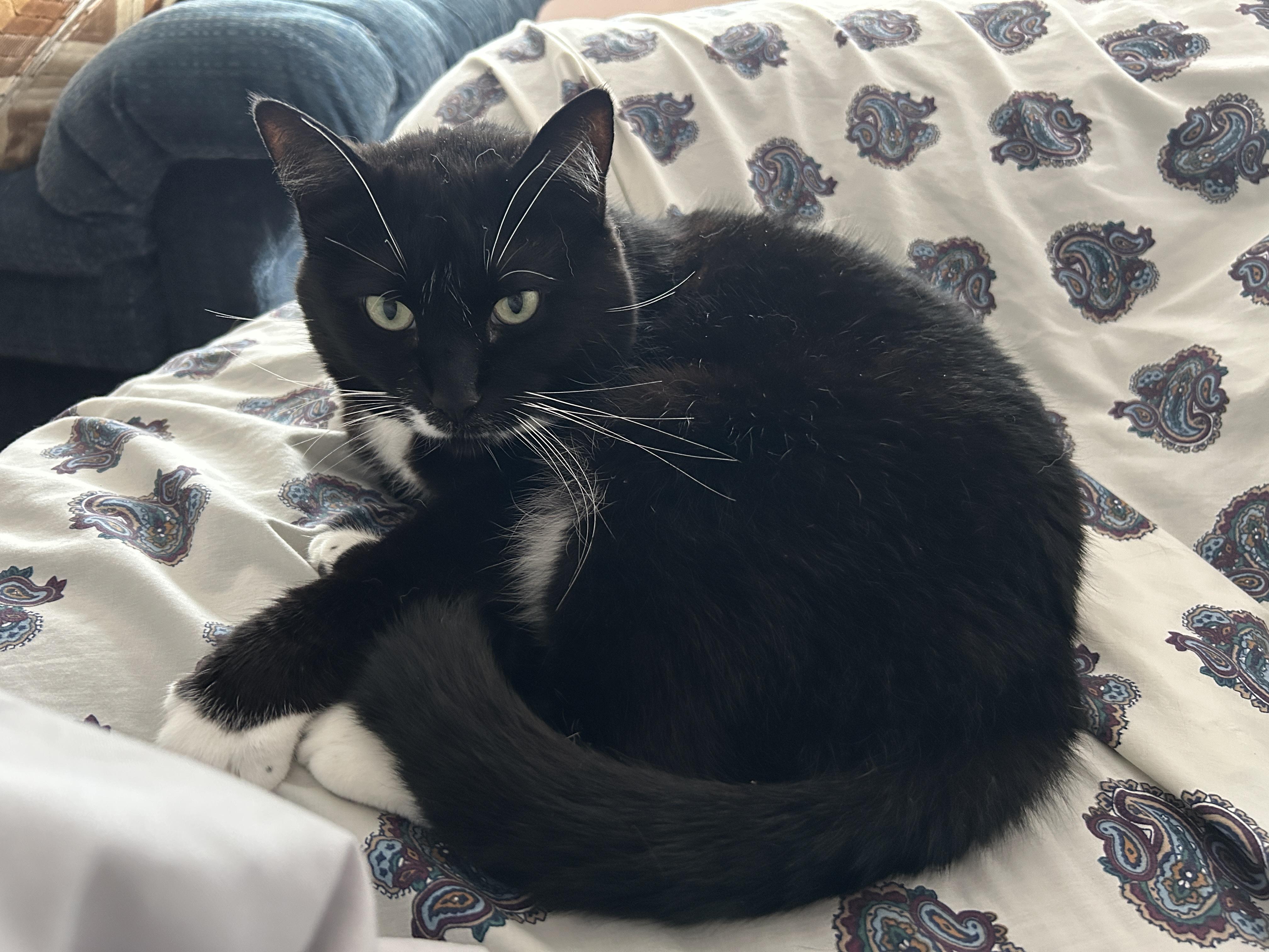 Socks, an adoptable Tuxedo in Indianapolis, IN image 3/6