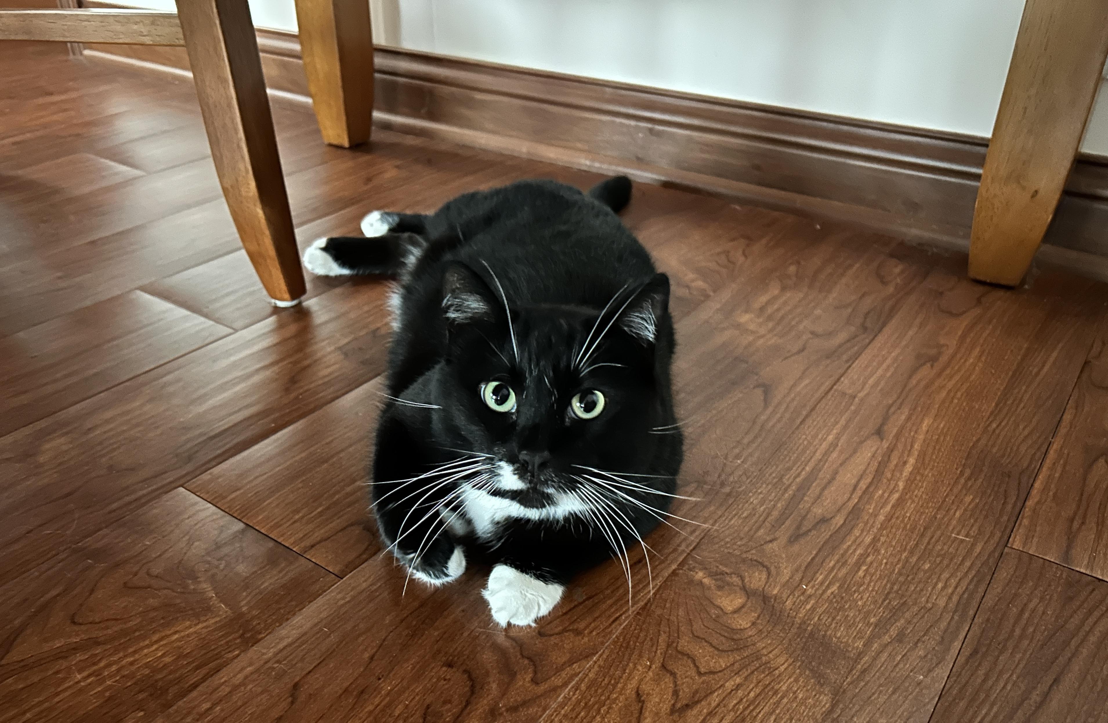 Socks, adoptable, Adult Female Tuxedo.