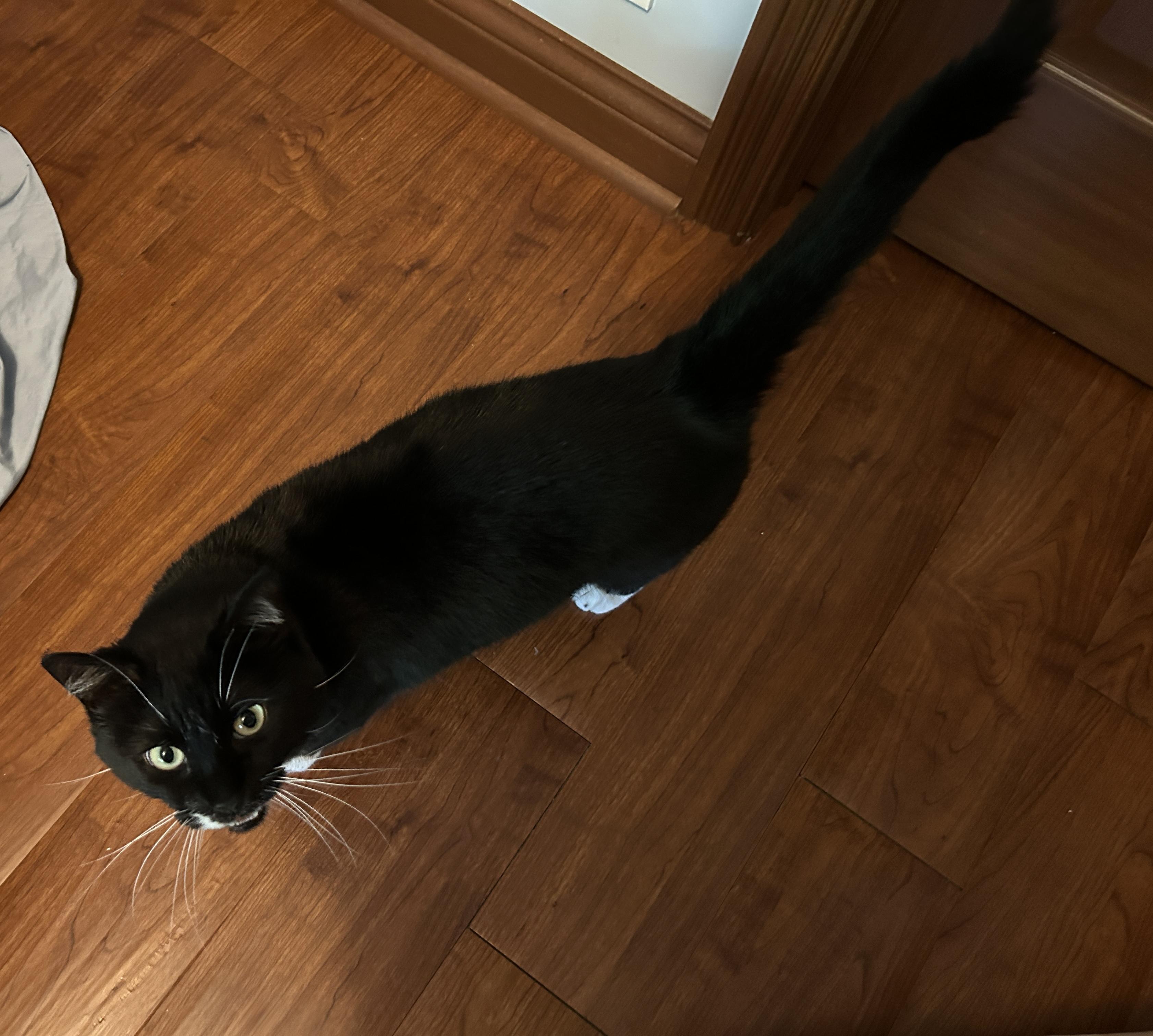 Socks, an adoptable Tuxedo in Indianapolis, IN image 2/6