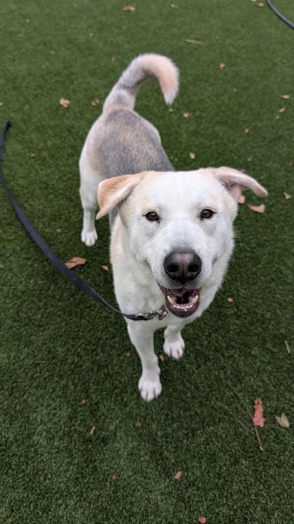 Sherlock thumbnail 2