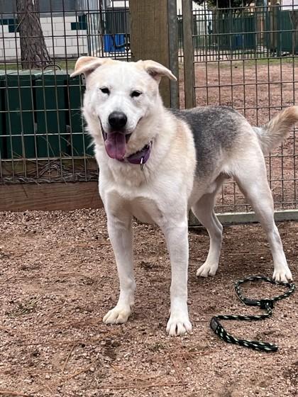 Sherlock thumbnail 4