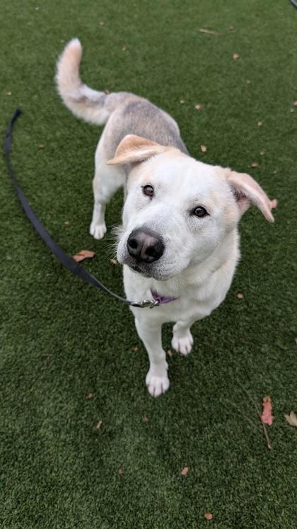 Sherlock thumbnail 5