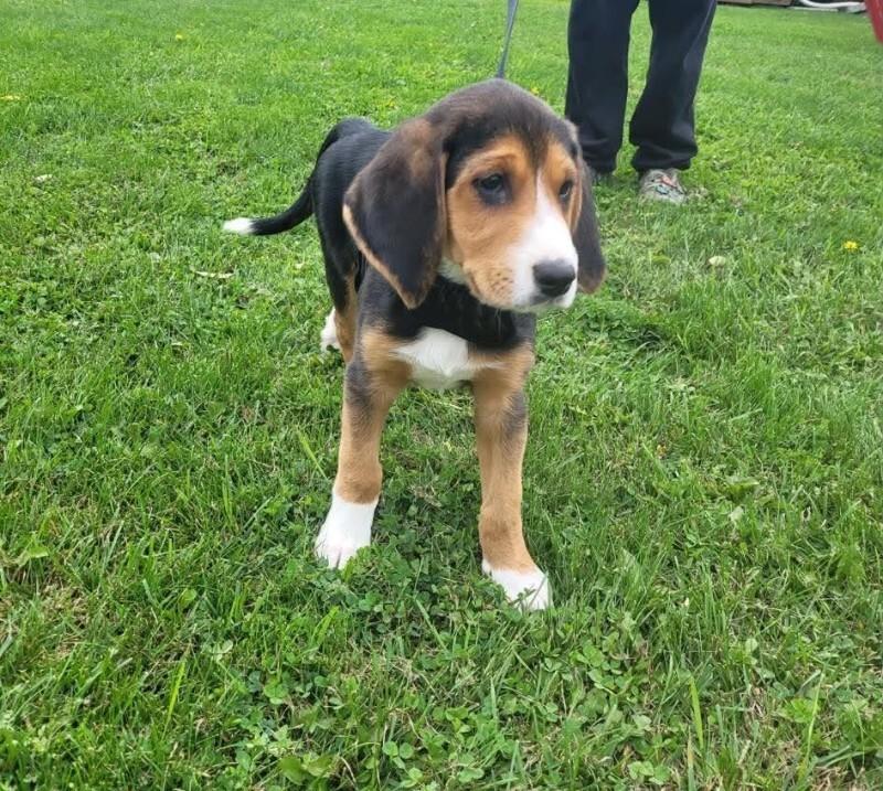 Hunter (4.0), Adoptable, Young Male Mixed Breed.