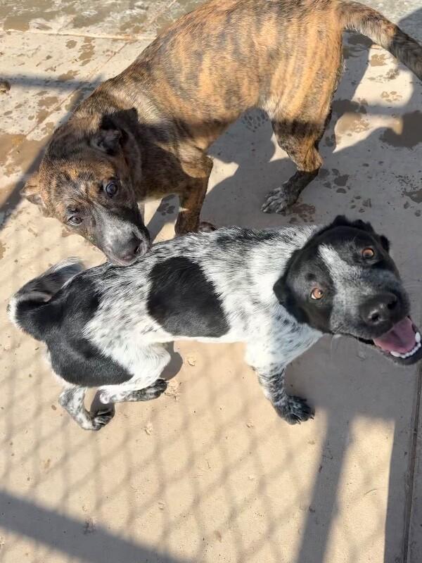Cody, Adoptable, Adult Male Mixed Breed.