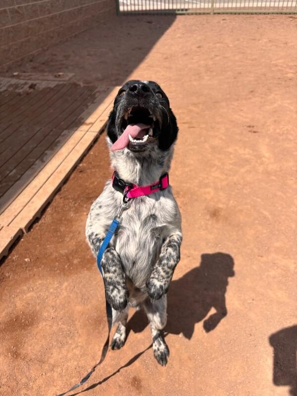 Enlarge Cody, a Adoptable Mixed Breed in Hobbs, NM image 2/6