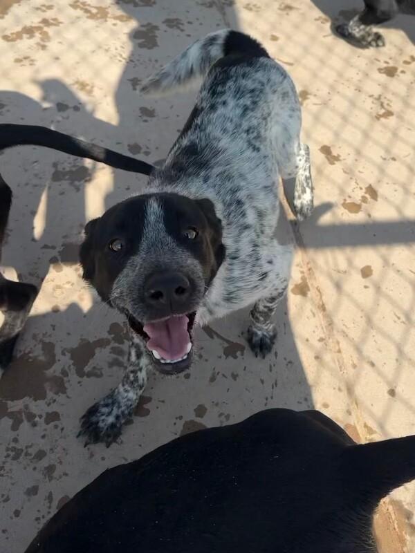 Enlarge Cody, a Adoptable Mixed Breed in Hobbs, NM image 3/6