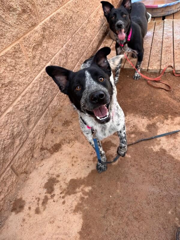 Enlarge Cody, a Adoptable Mixed Breed in Hobbs, NM image 5/6
