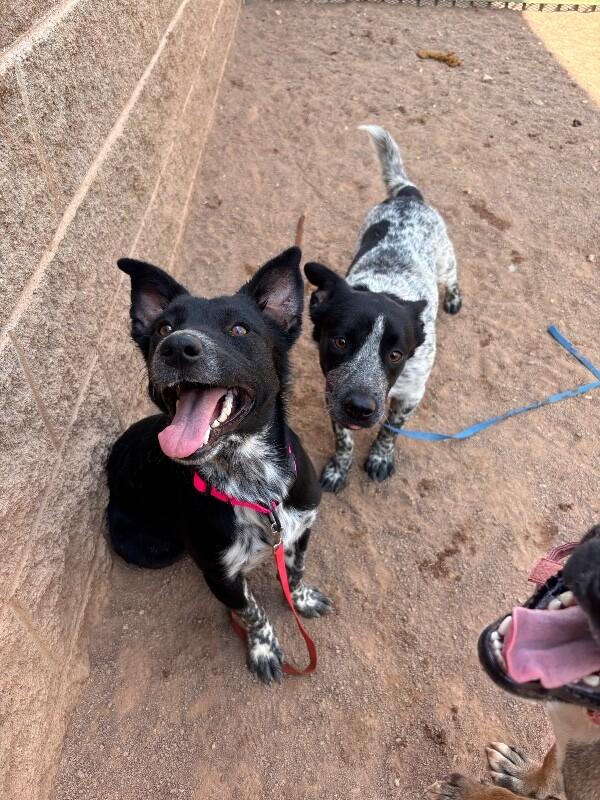 Enlarge Cody, a Adoptable Mixed Breed in Hobbs, NM image 6/6