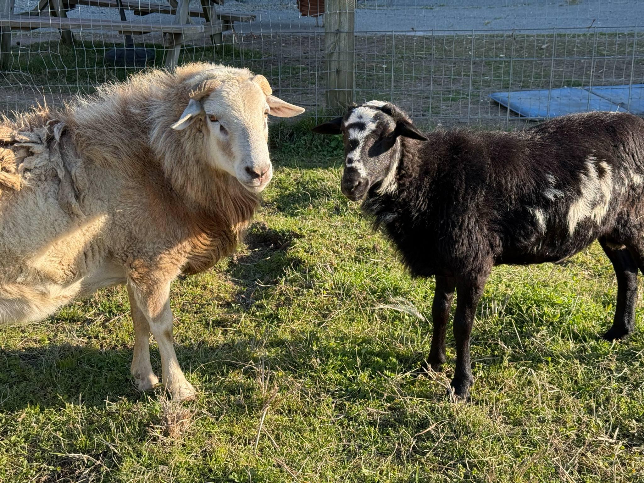 Edgar, Adopted, Adult Male Sheep.
