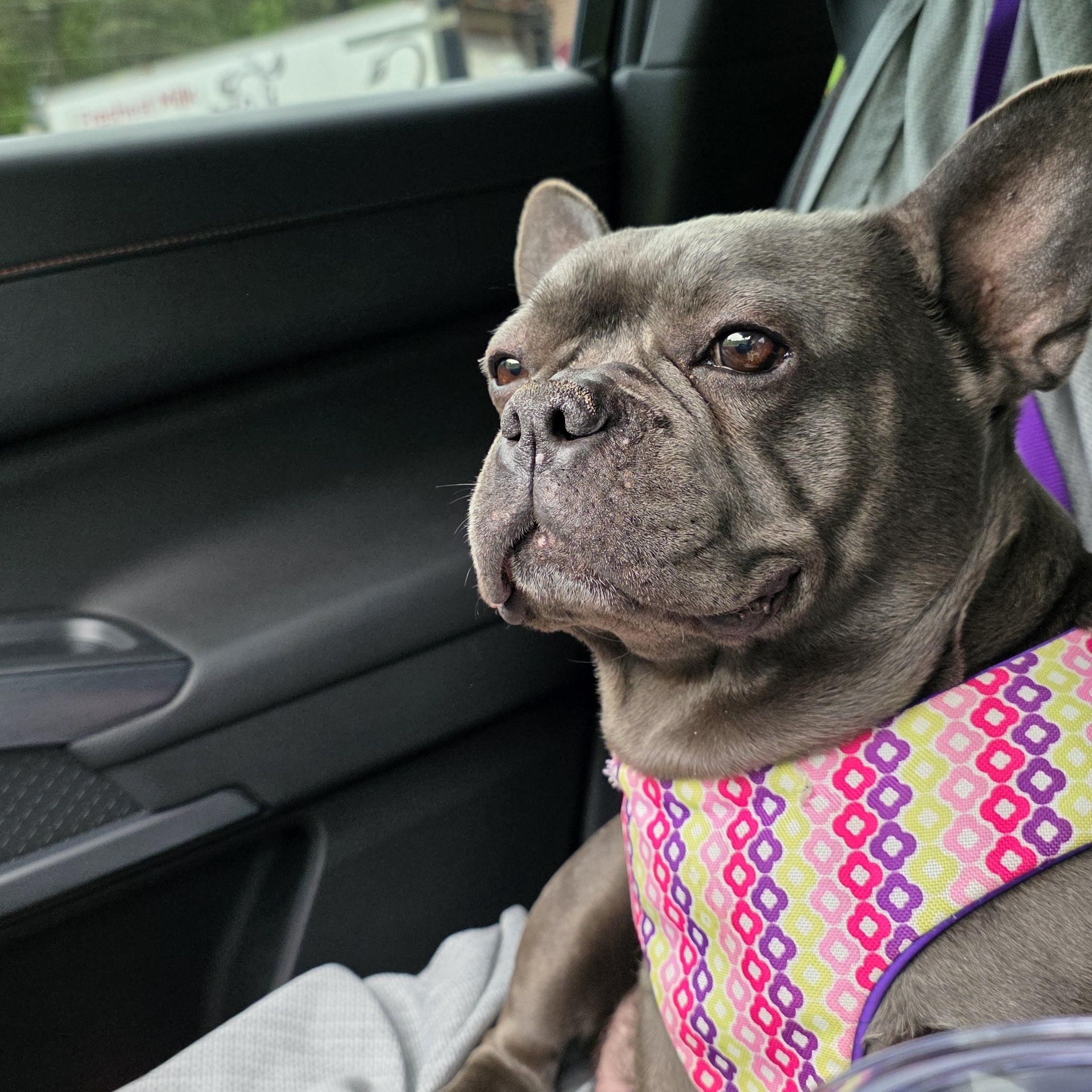 Enlarge Blueberry, a ADOPTABLE French Bulldog in Heiskell, TN image 2/6