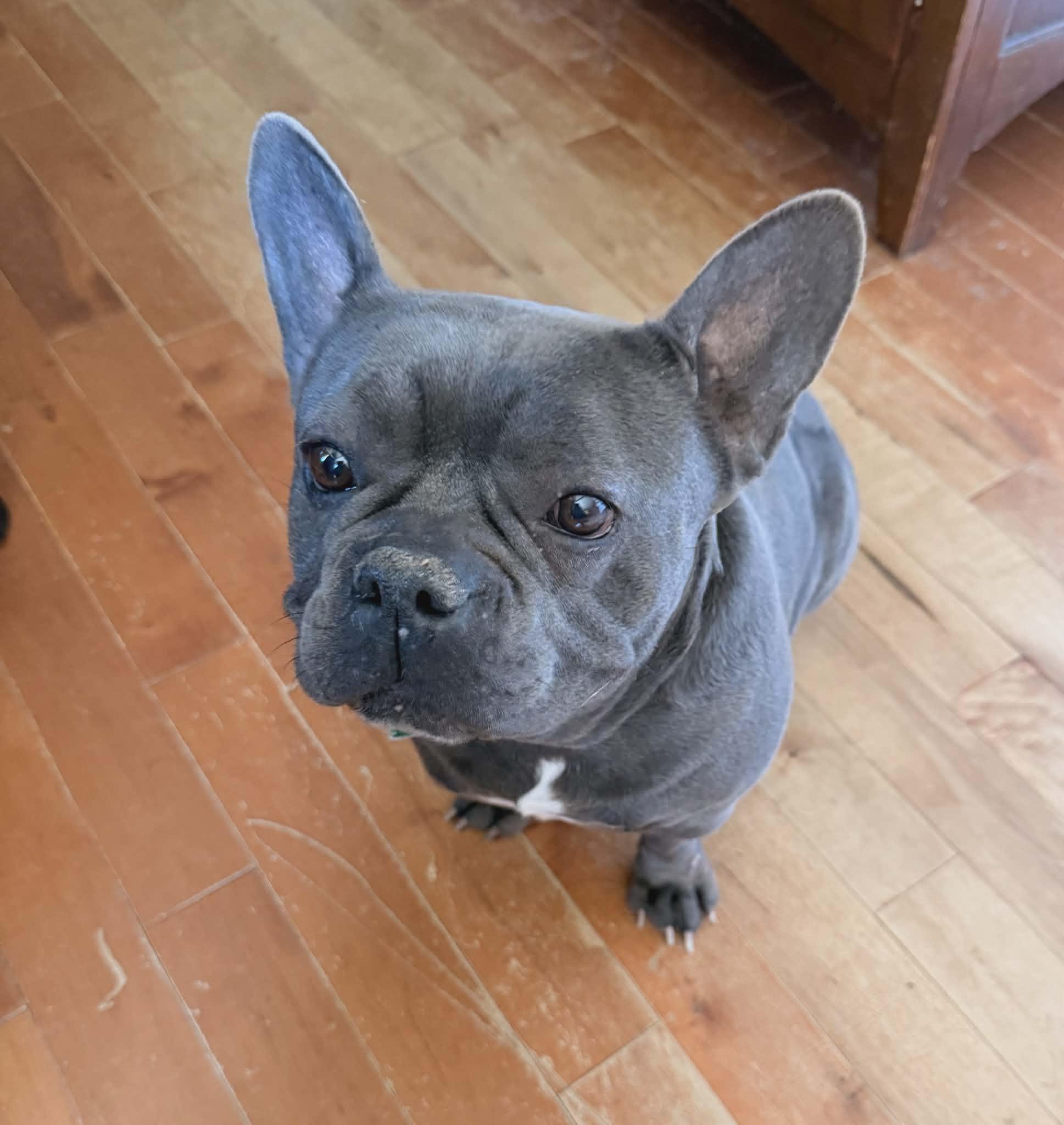 Enlarge Blueberry, a ADOPTABLE French Bulldog in Heiskell, TN image 3/6