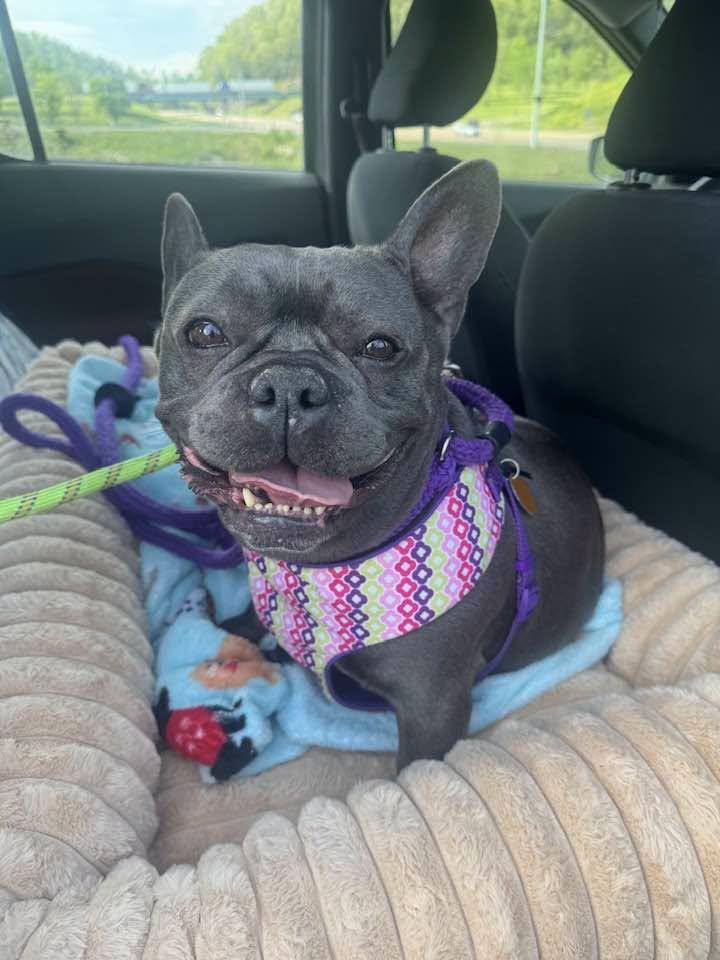 Enlarge Blueberry, a ADOPTABLE French Bulldog in Heiskell, TN image 5/6