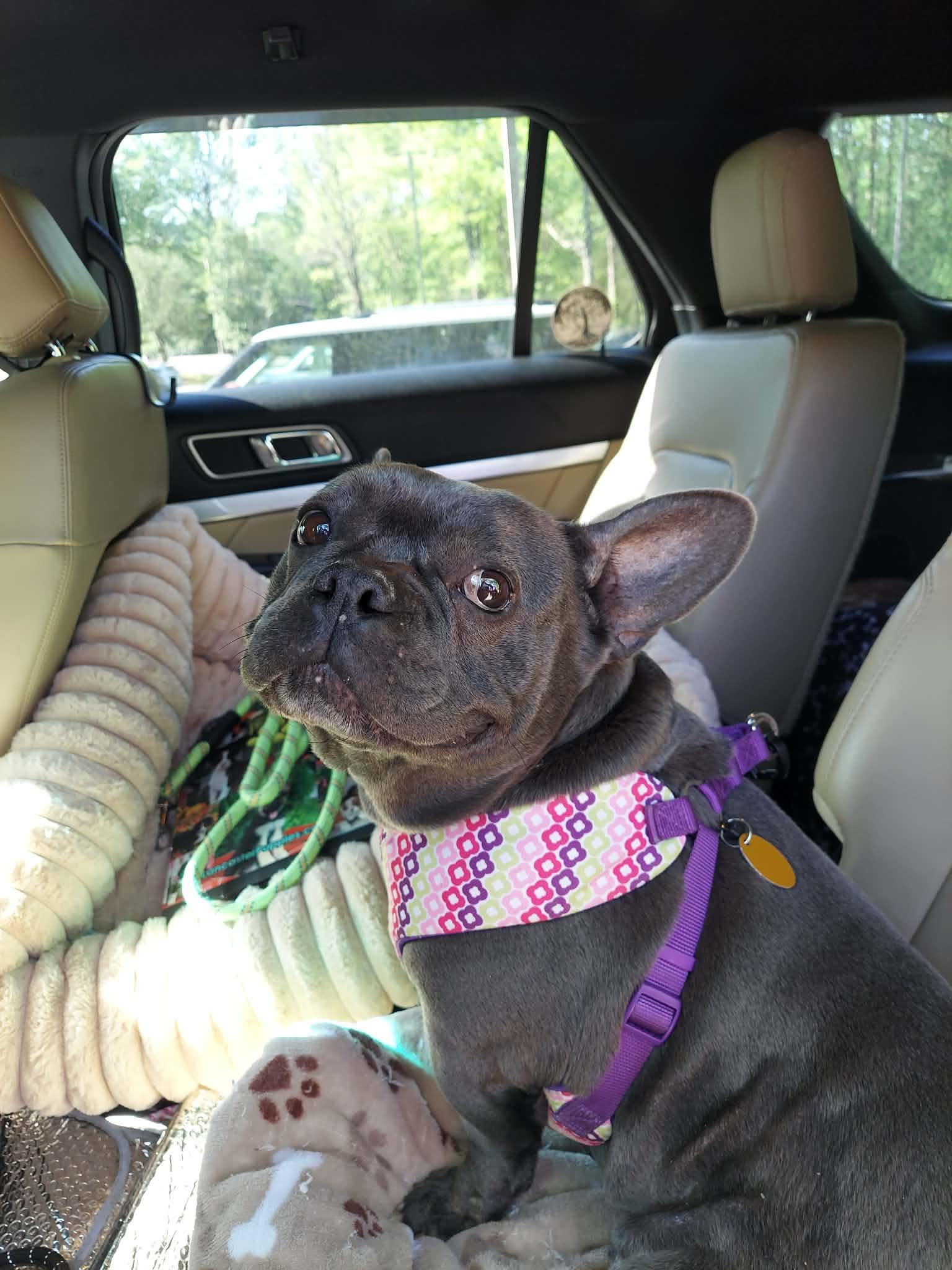 Enlarge Blueberry, a ADOPTABLE French Bulldog in Heiskell, TN image 6/6