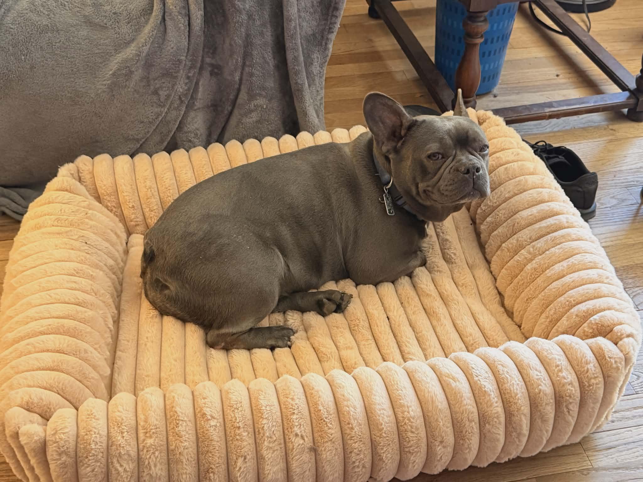 Enlarge Blueberry, a ADOPTABLE French Bulldog in Heiskell, TN image 4/6