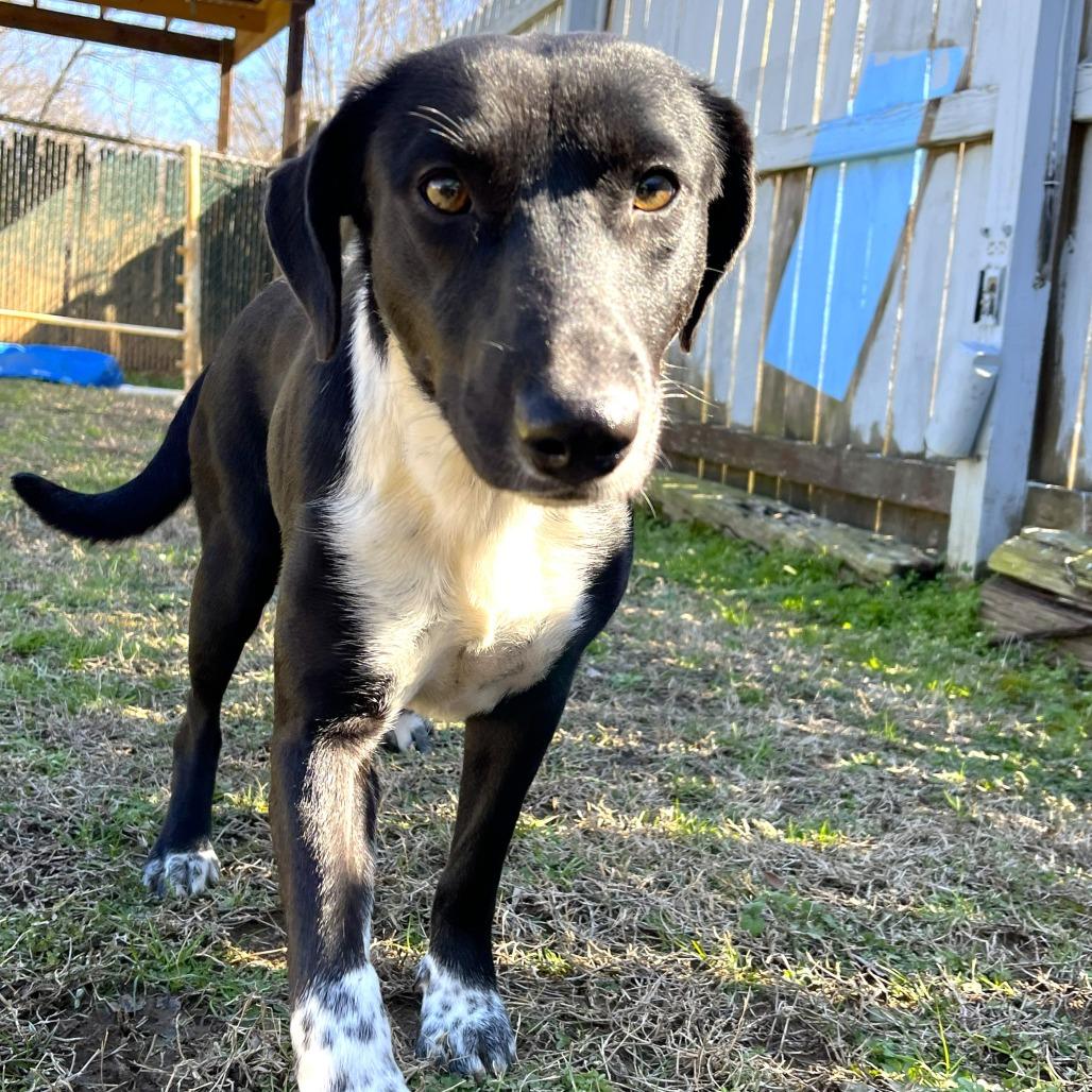 Enlarge Mary, a Adoptable mixed breed in Starkville, MS image 3/6