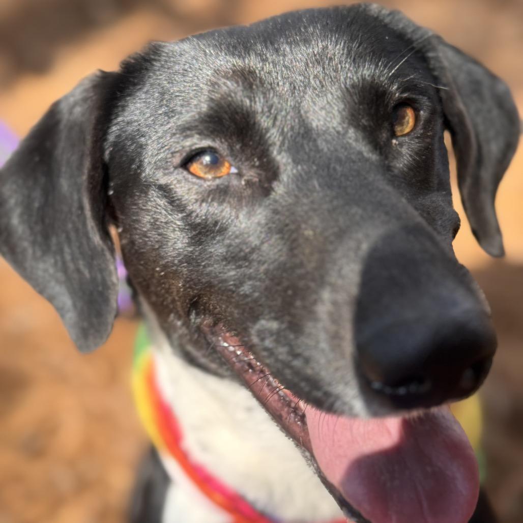 Enlarge Mary, a Adoptable mixed breed in Starkville, MS image 4/6